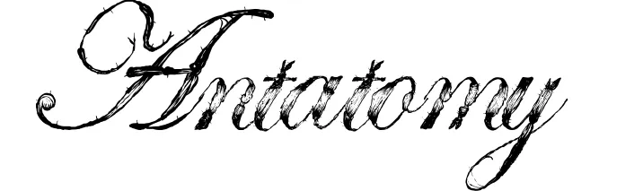Antatomy
